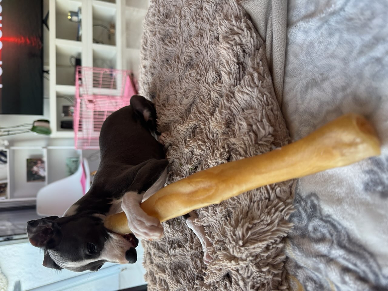 Luna as a puppy holding a chew nearly as long as she is