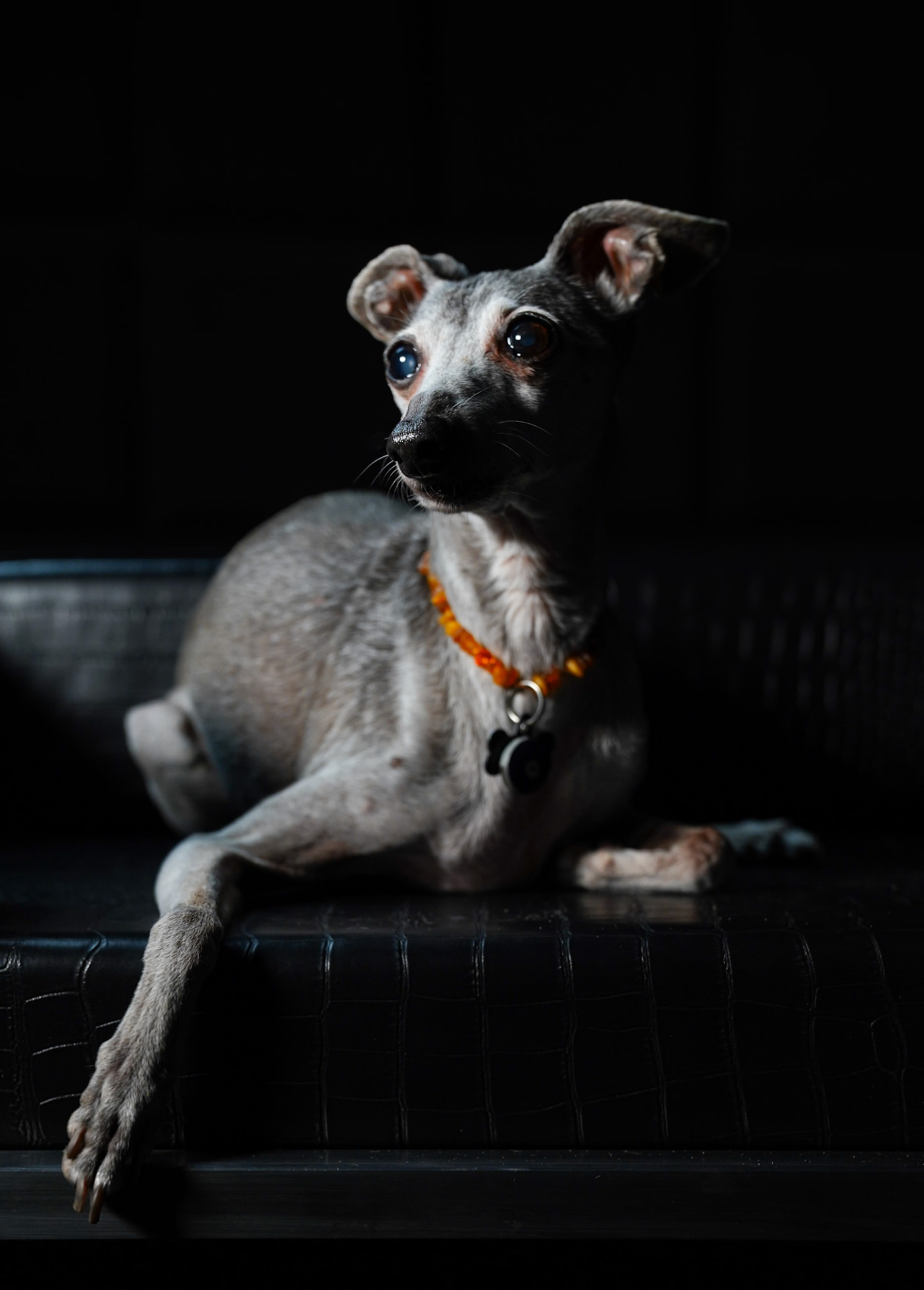 A greyhound resting on dark leather with an amber collar