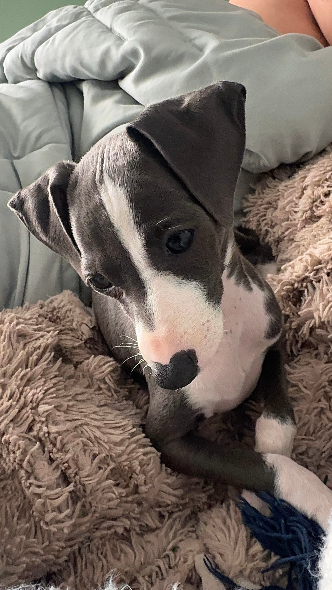 Luna as a puppy curled on a soft blanket