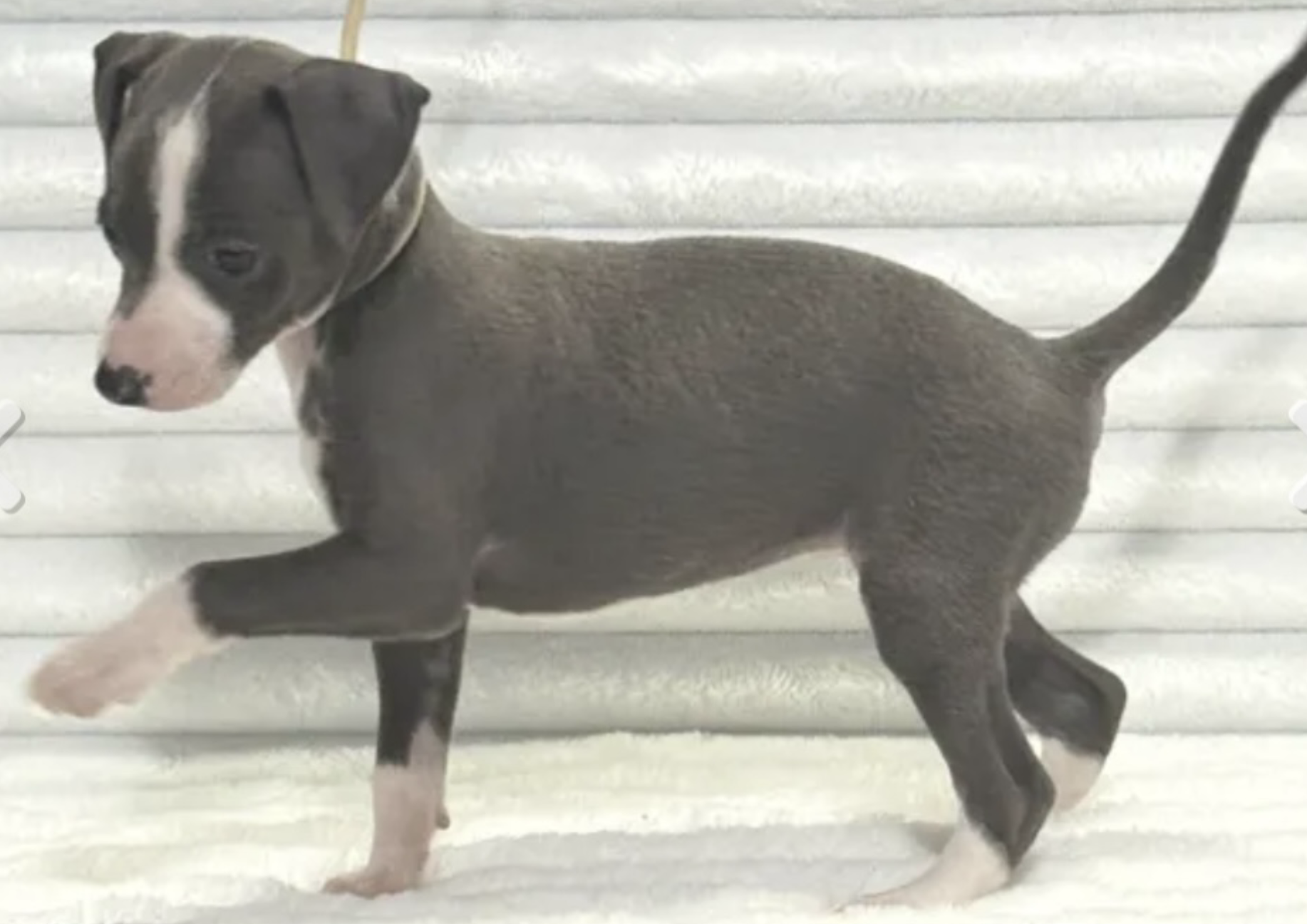 Luna standing, ears folded, in her first weeks home