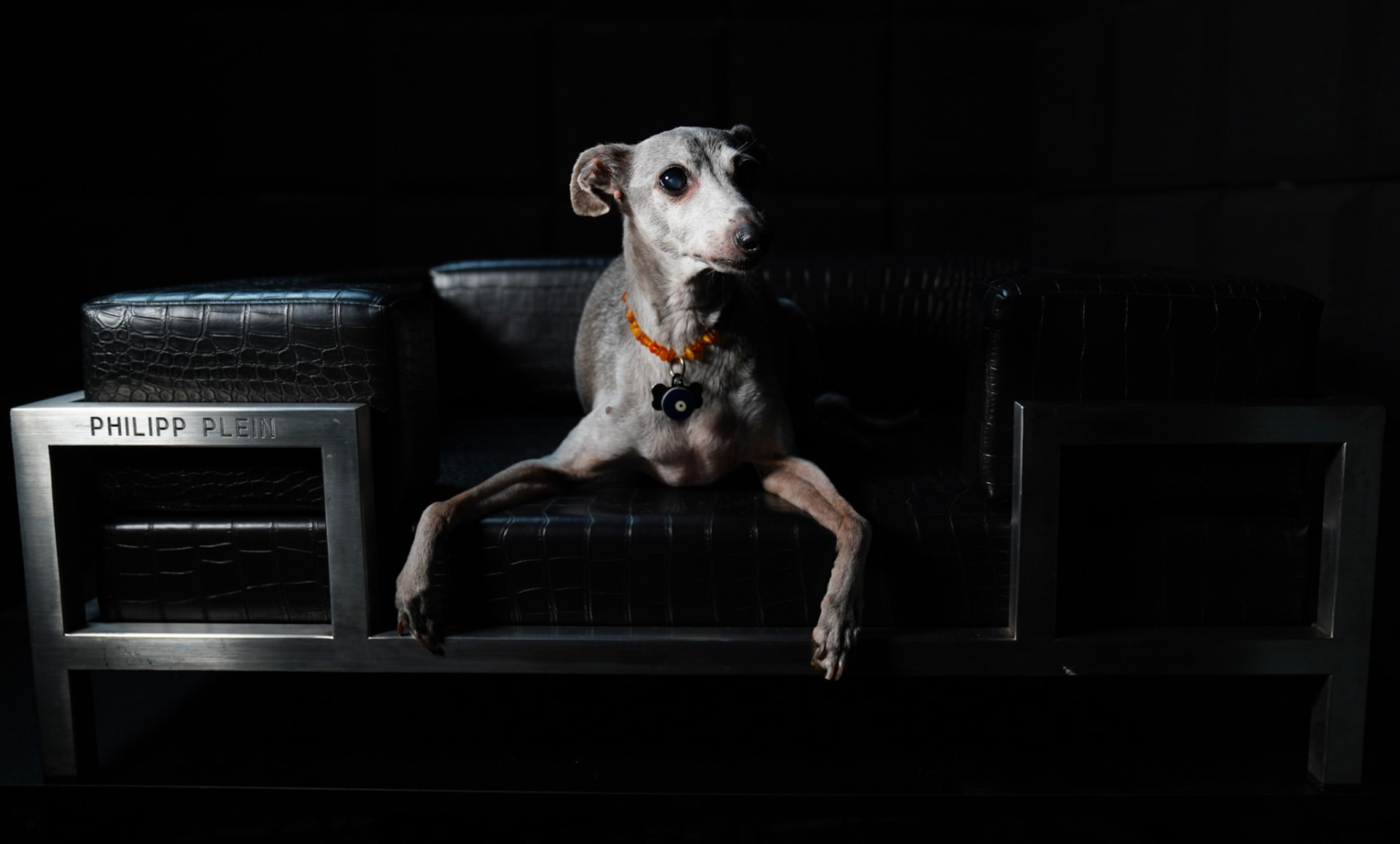 A greyhound reclining on a dark leather lounge