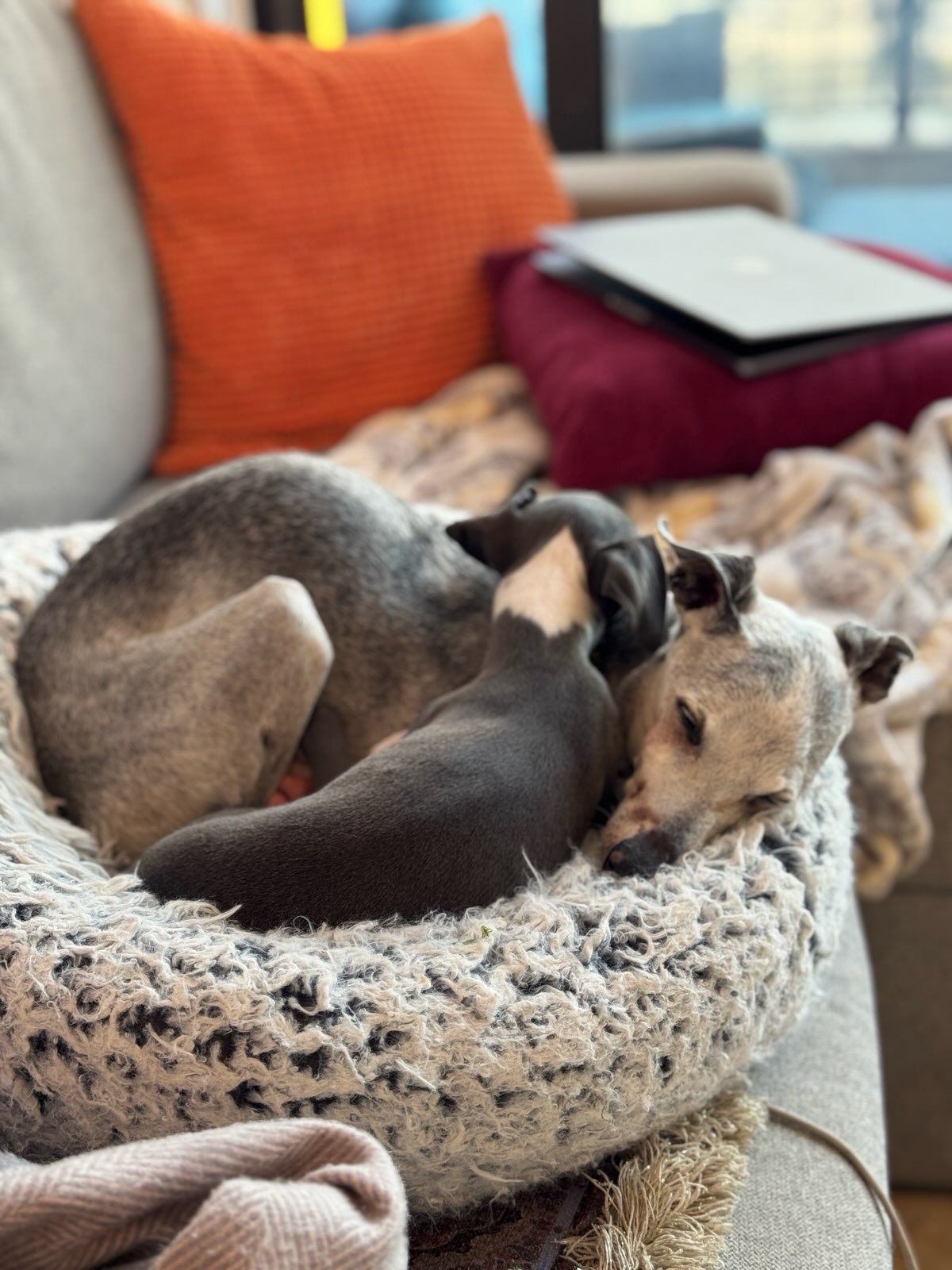 Luna tucked against Niko in the afternoon light