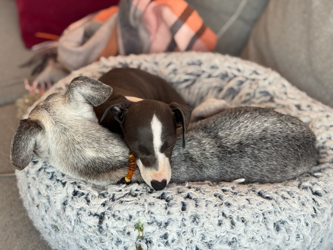 Niko and Luna asleep together in one round bed