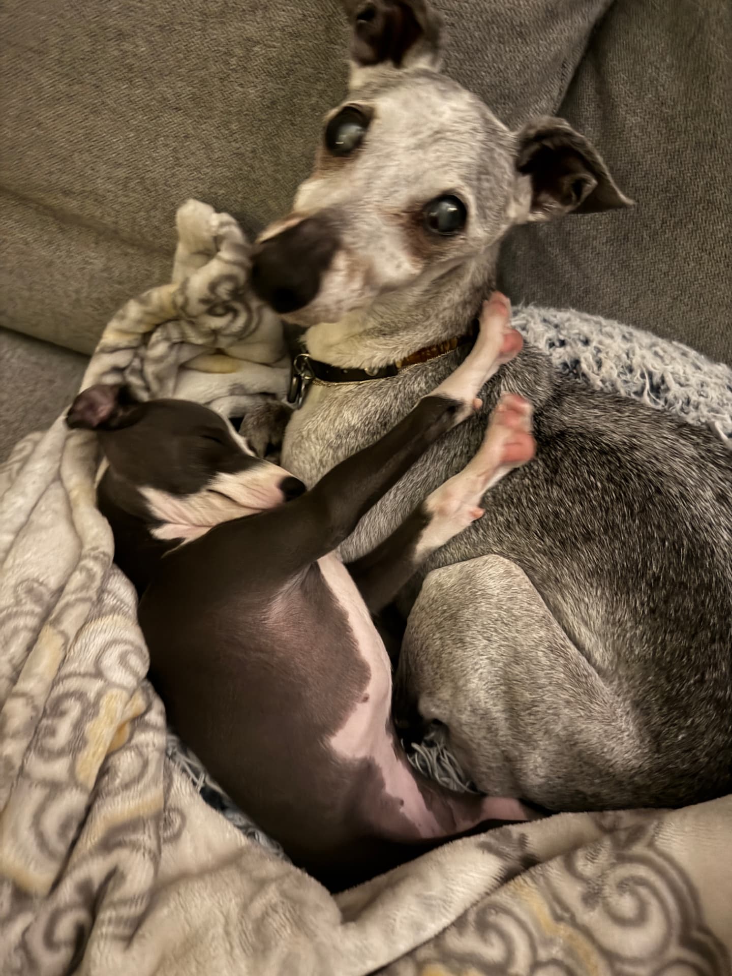 Niko and Luna curled together under a blanket