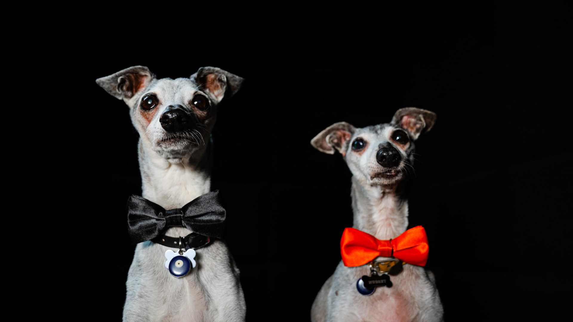 Niko and Nugget in black and red bow ties
