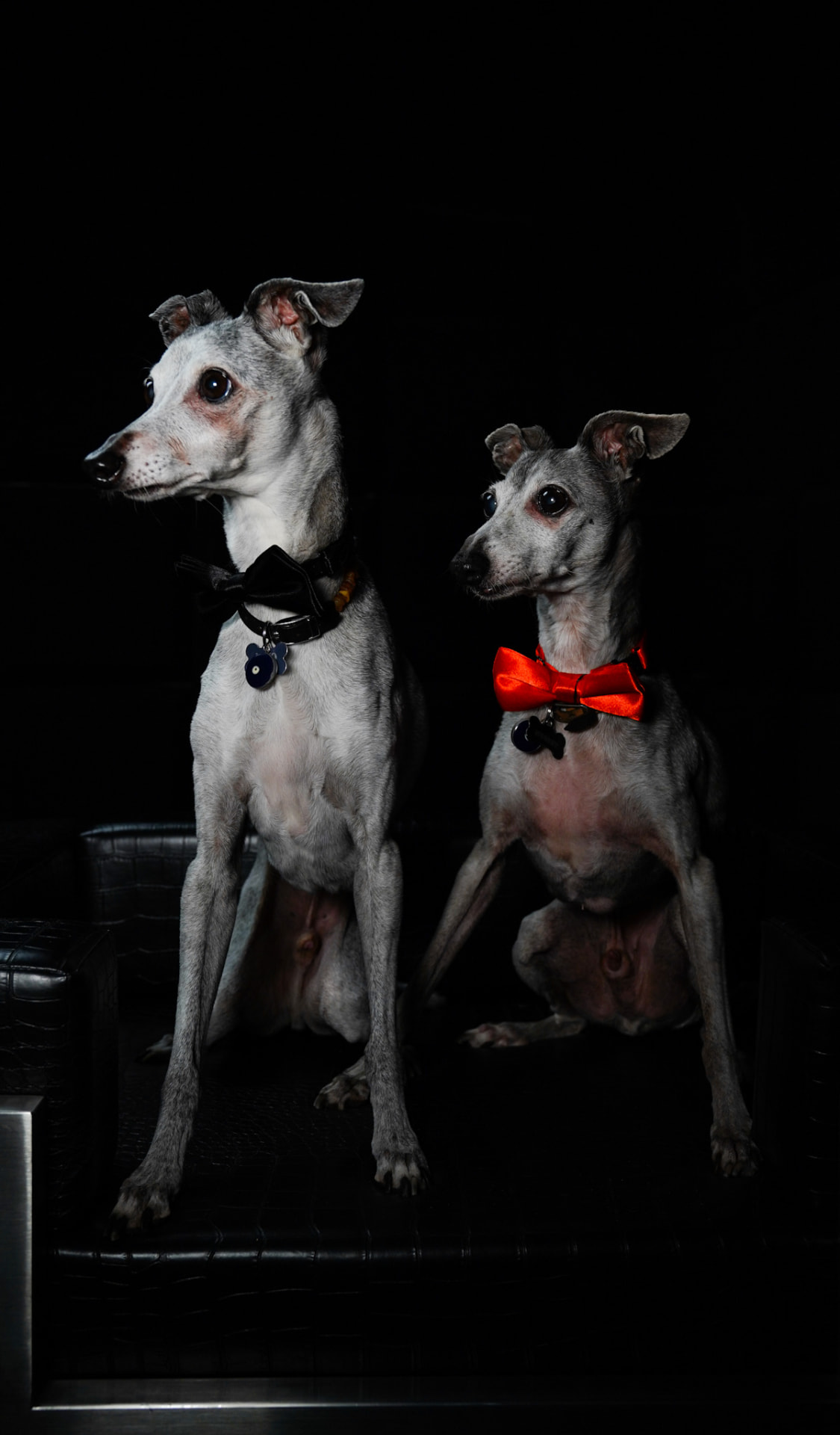Niko and Nugget seated side by side in bow ties against a dark backdrop