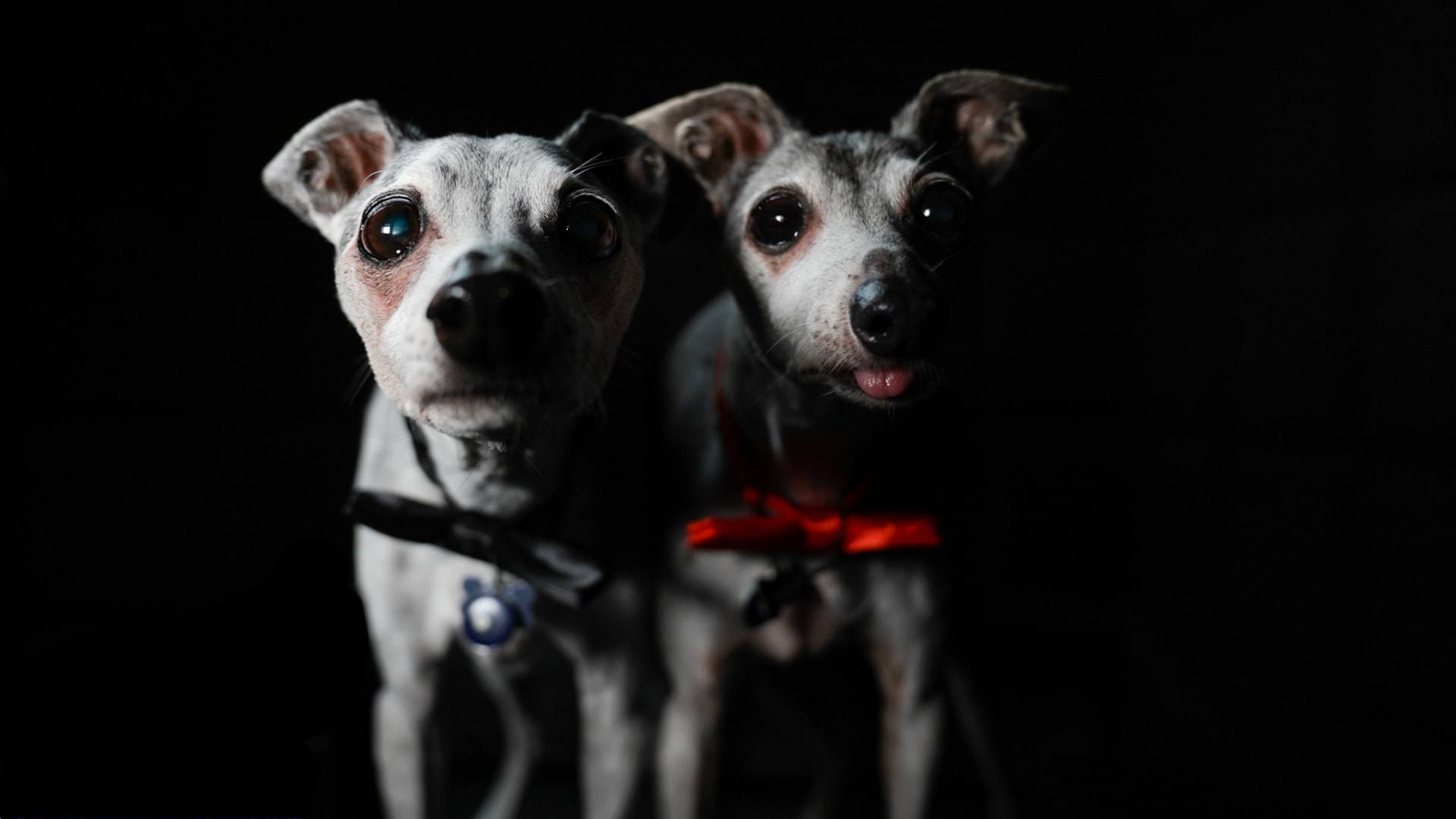 Close portrait of Niko and Nugget looking into the camera