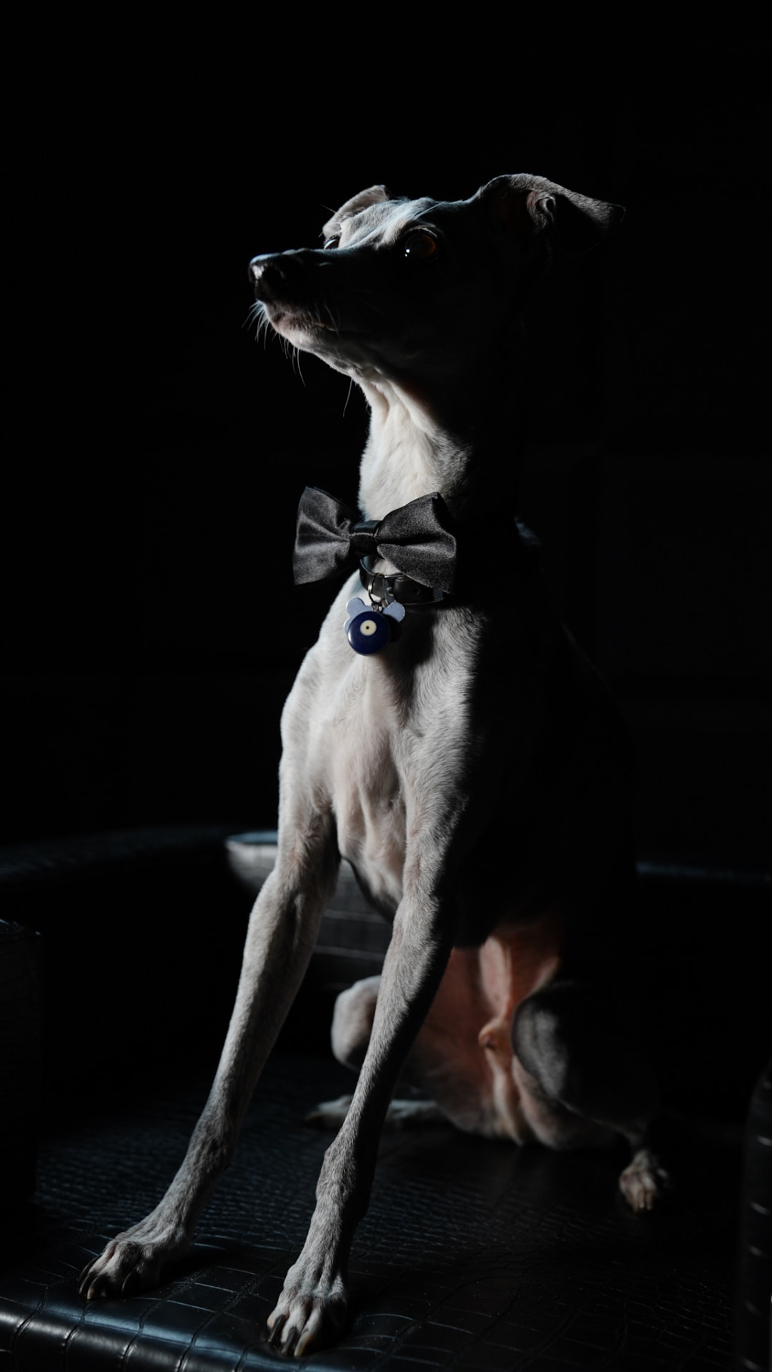 One of the greyhounds in profile, looking up into the light