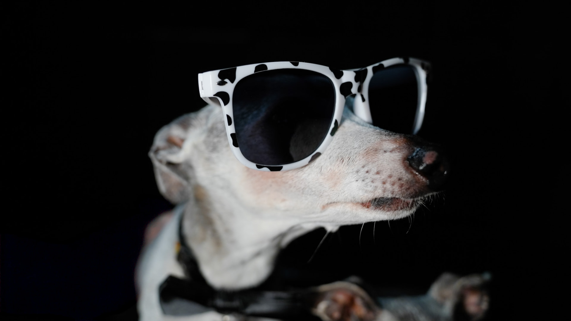 A greyhound wearing spotted sunglasses in profile