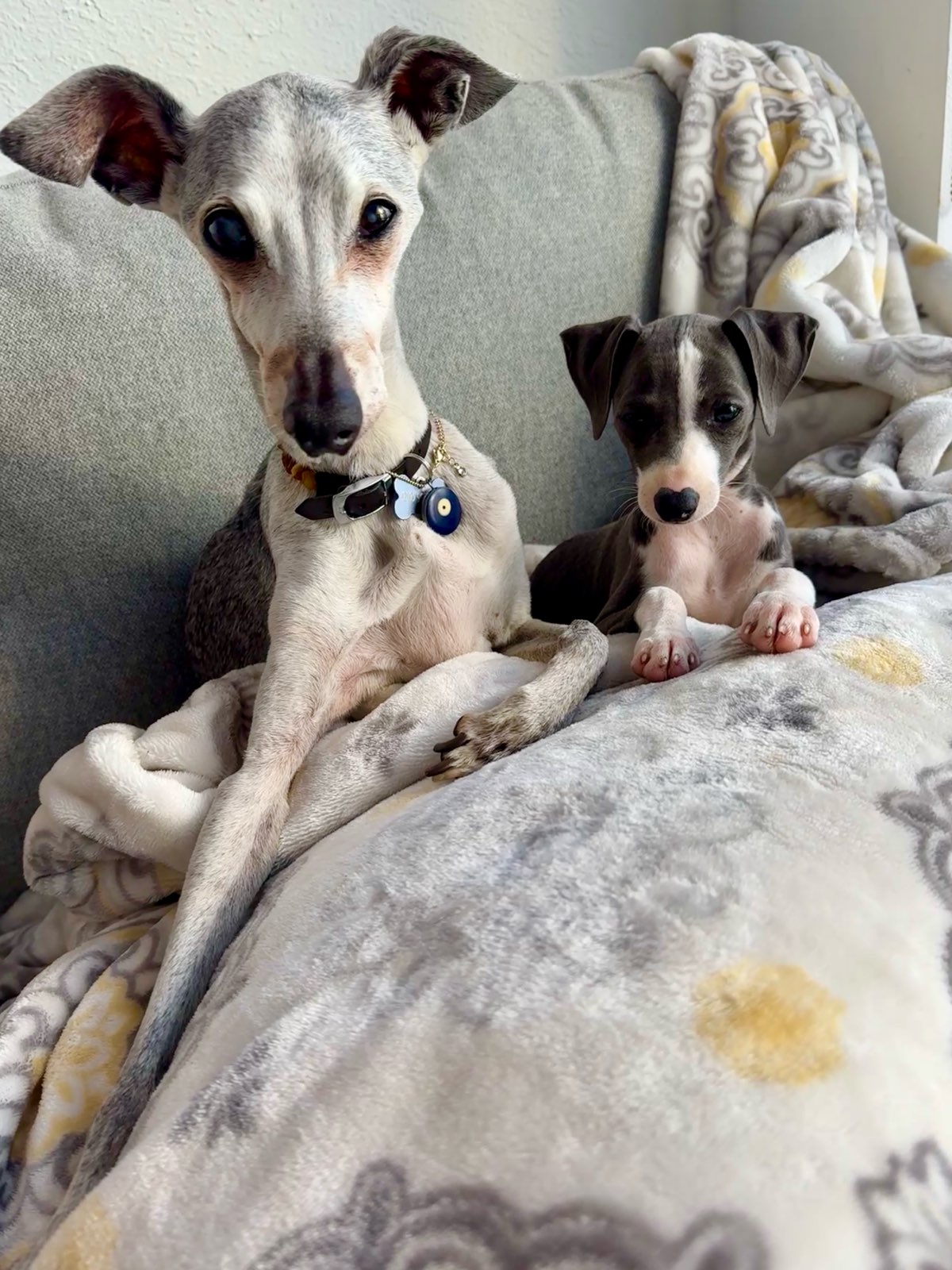 Niko and Luna sitting together on the couch